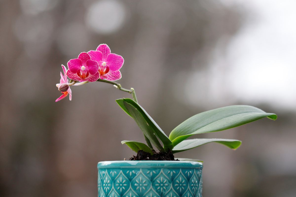 Como cuidar de mini orquídeas: dicas que ninguém te conta sobre essa planta! - Fonte: Canva