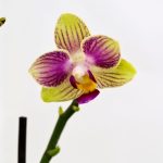Orquídeas: Fonte: Canva
