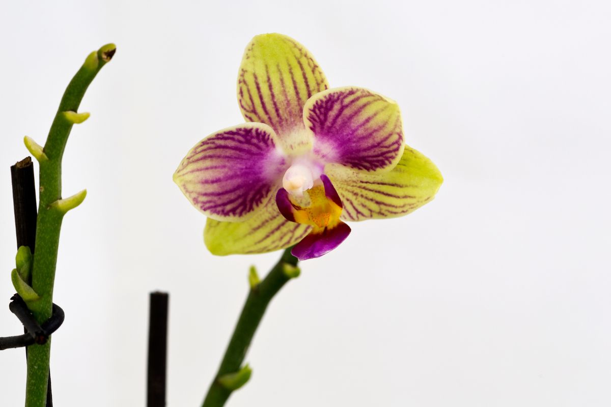 Orquídeas: Fonte: Canva