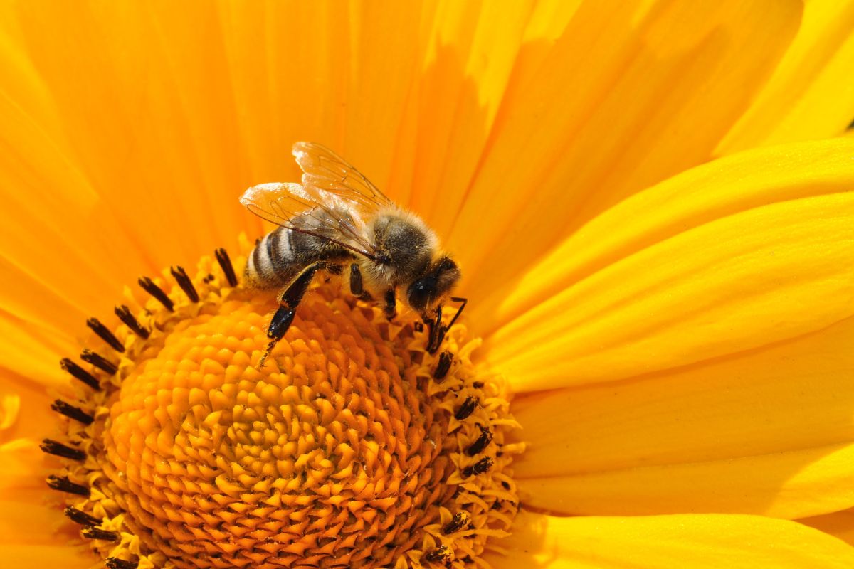 Importância das abelhas: confira a relevância desses pequenos insetos - Fonte: Canva