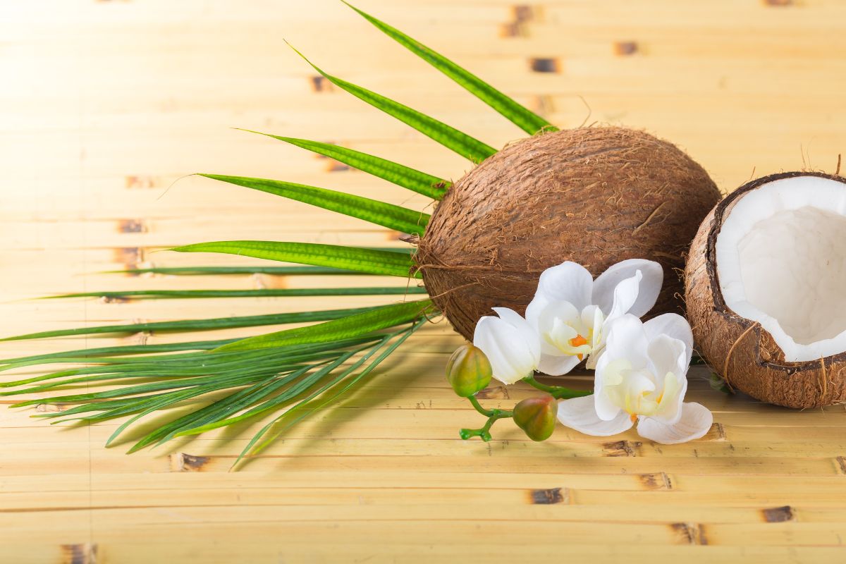Como aproveitar o coco: confira todos os usos desse fruto versátil! - Fonte: Canva