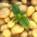 Como plantar batata inglesa: veja como é rápido e comece o cultivo imediatamente - Fonte: Canva