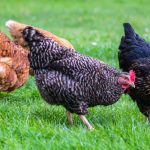 Top 3 raças de galinhas caipiras que põem ovos, conheça todas! Fonte: Freepik.