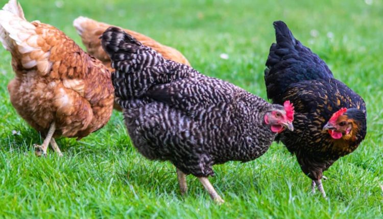 Top 3 raças de galinhas caipiras que põem ovos, conheça todas! Fonte: Freepik.