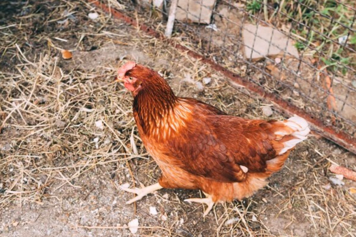 Top 3 raças de galinhas caipiras que põem ovos, conheça todas! Fonte: Freepik