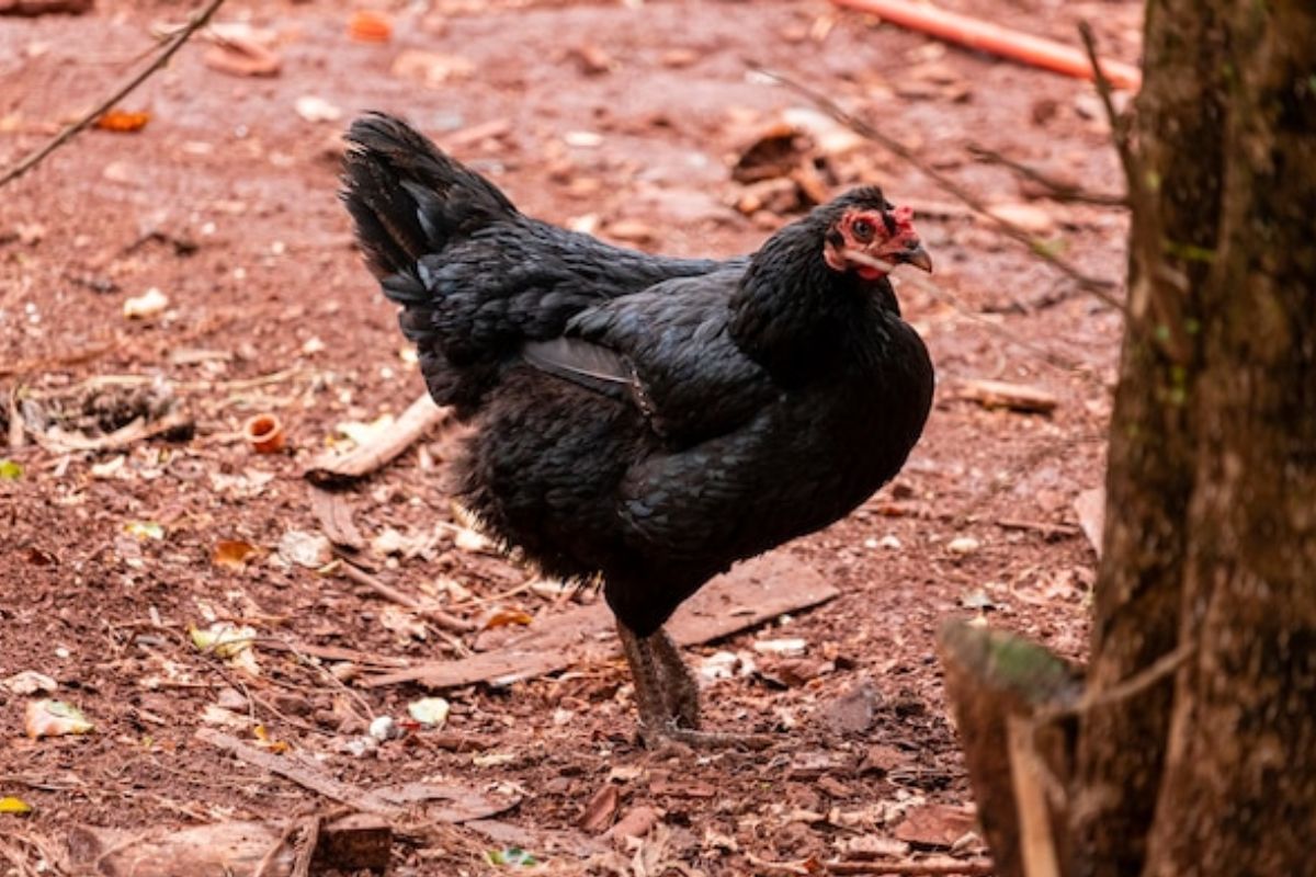Top 3 raças de galinhas que põem ovos, conheça todas! Fonte: Freepik