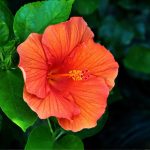 Conheça as propriedades das flores do hibisco e veja quais são os seus benefícios - Imagem: Canva