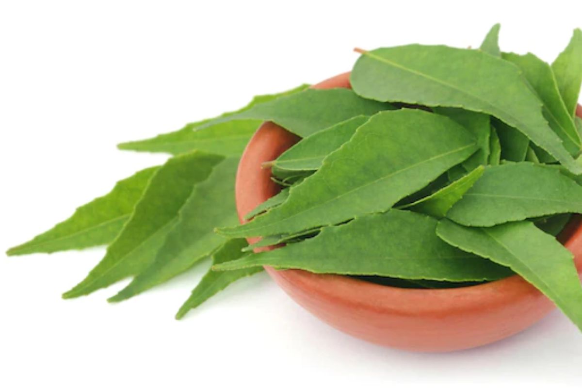 Como plantar curry em vaso: confira os segredos para cultivar esse tempero saboroso! Fonte: Freepik