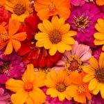 4 flores coloridas que não decepcionam: confira essas opções belíssimas para decorar! Fonte: Freepik