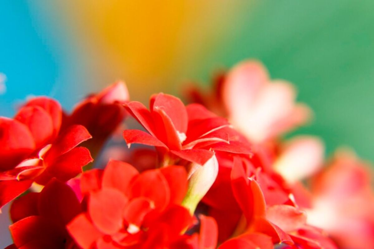 4 flores coloridas que não decepcionam: confira essas opções belíssimas para decorar! Fonte: Freepik
