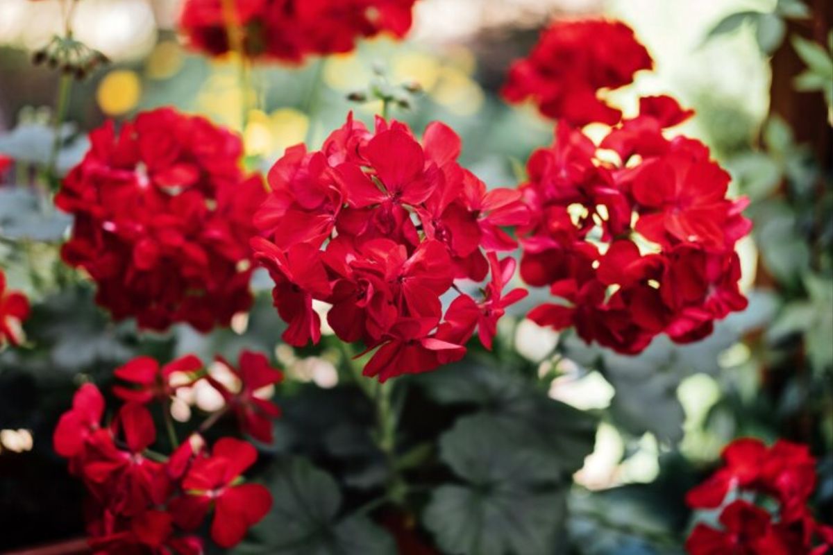 4 flores que não decepcionam: confira essas opções belíssimas para decorar! Fonte: Freepik