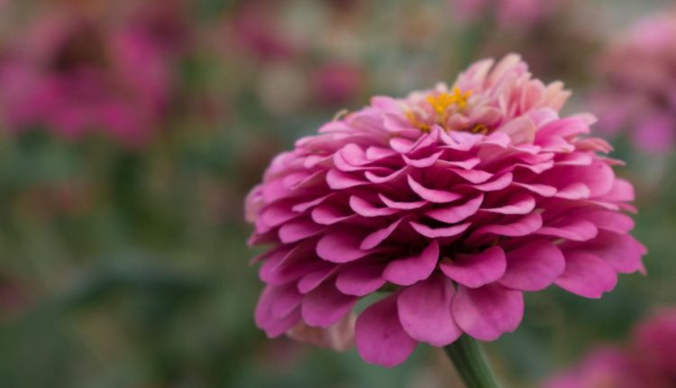 Plantação de dália: conheça essa flor exuberante e aprenda como cultivar. Fonte: Freepik