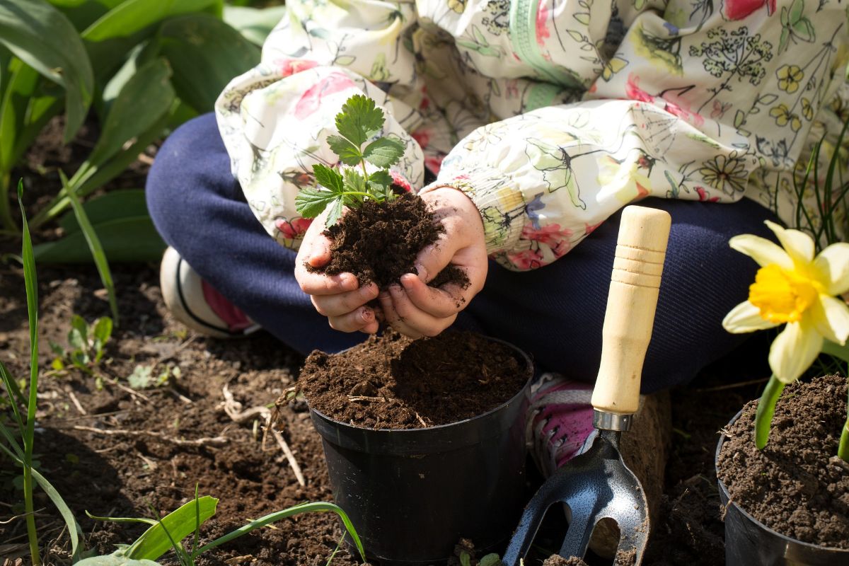 Aprenda a plantar acerola em vaso e colha frutos saudáveis - Fonte: Freepik