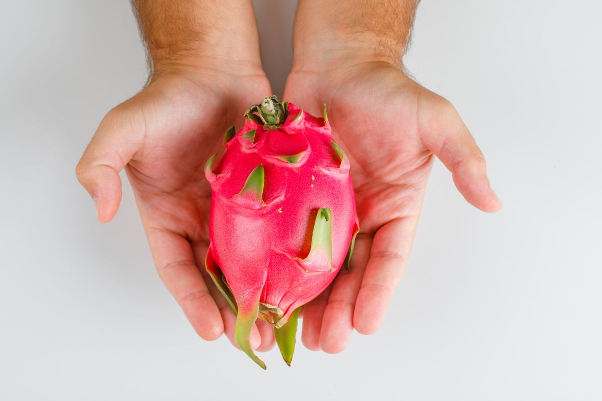 Jeito certo de plantar pitaya em casa: inicie o plantio hoje mesmo com essas dicas - Fonte: Freepik