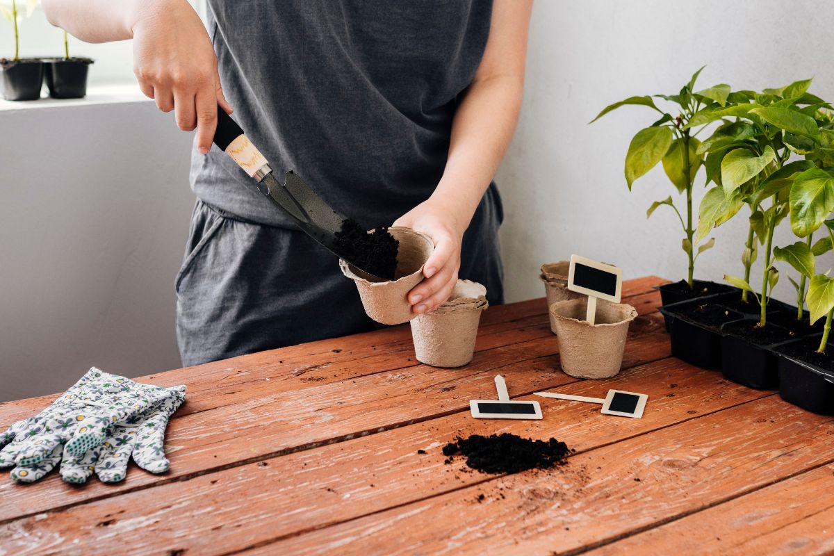 Veja como plantar amendoim no vaso: maneira simples e prática de fazer isso! Fonte: Freepik.