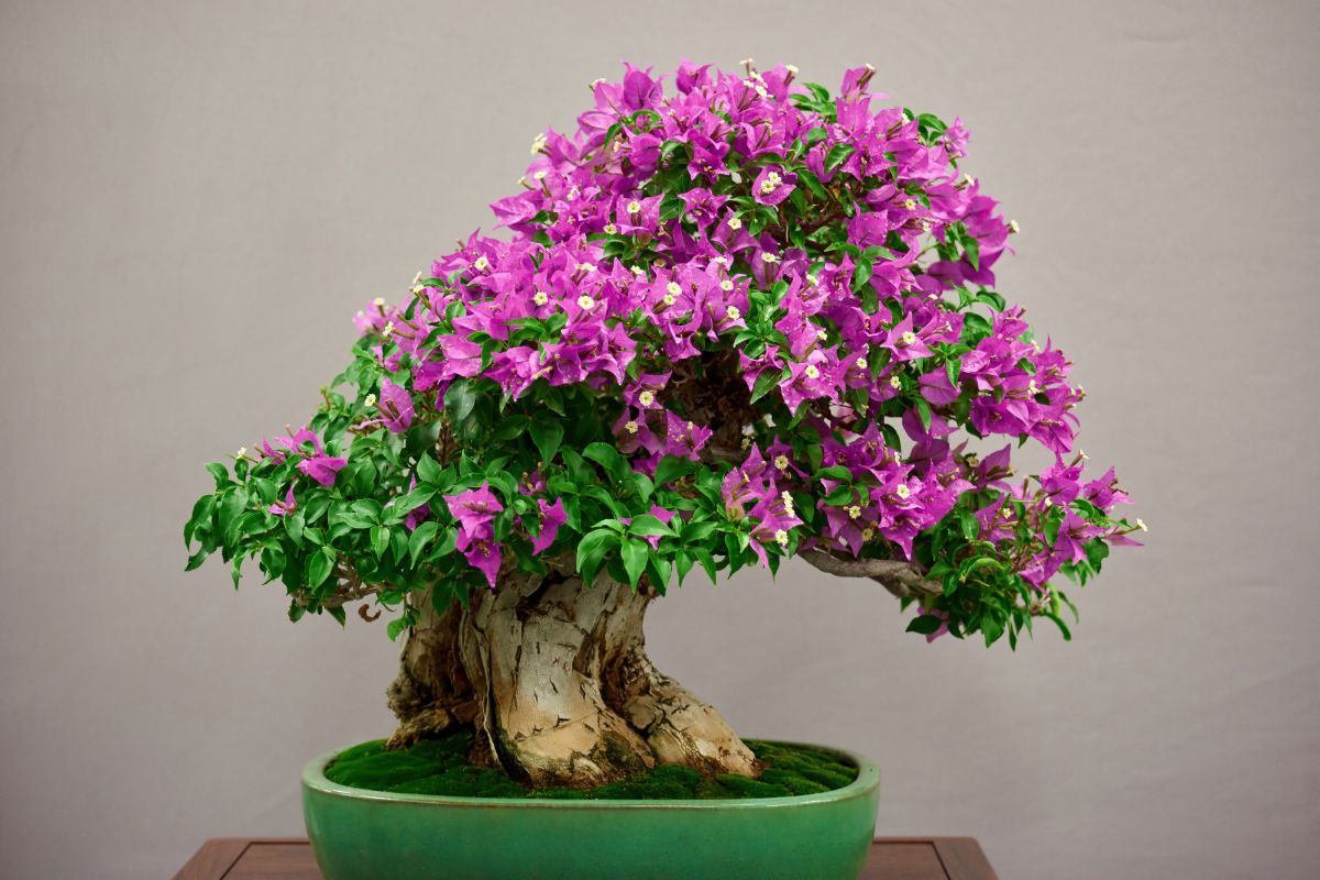 Como usar adubo orgânico no bonsai? Aprenda agora e mantenha suas plantas saudáveis! Fonte: Freepik.