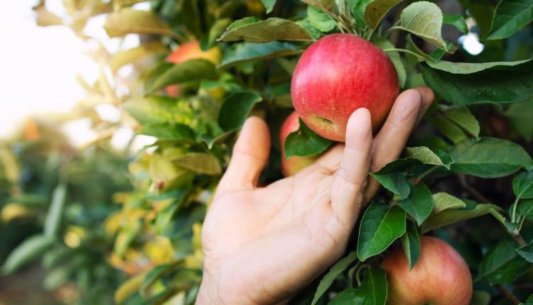 Como plantar maçã: aprenda a germinar a semente e ter sucesso no cultivo - Fonte: Freepik