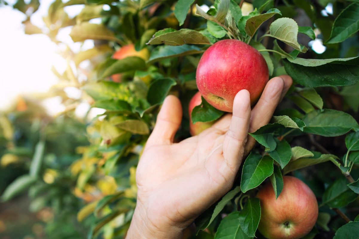 Como plantar maçã: aprenda a germinar a semente e ter sucesso no cultivo - Fonte: Freepik