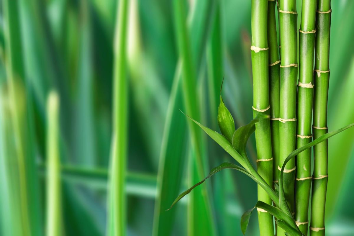 Cultive o bambu da sorte: essa planta atrai boas energias! Fonte: Freepik.