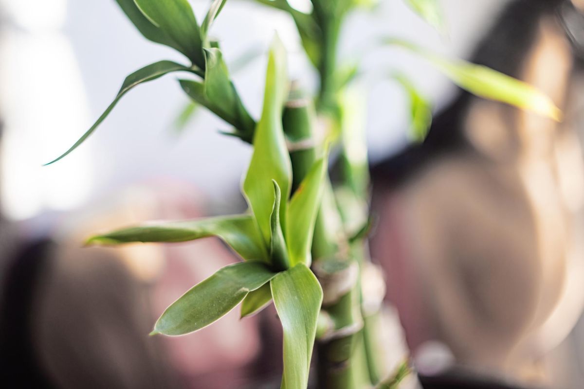 Cultive o bambu da sorte: essa planta atrai boas energias! Fonte: Freepik.