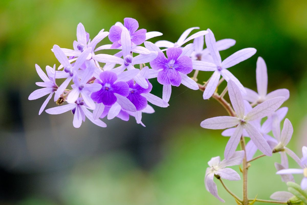 Cultive a flor de São Miguel branca: é muito simples! Fonte: Freepik.