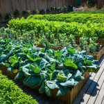 Horta ecológica: plante cenoura e brócolis hoje mesmo com essas dicas! Fonte: Freepik.