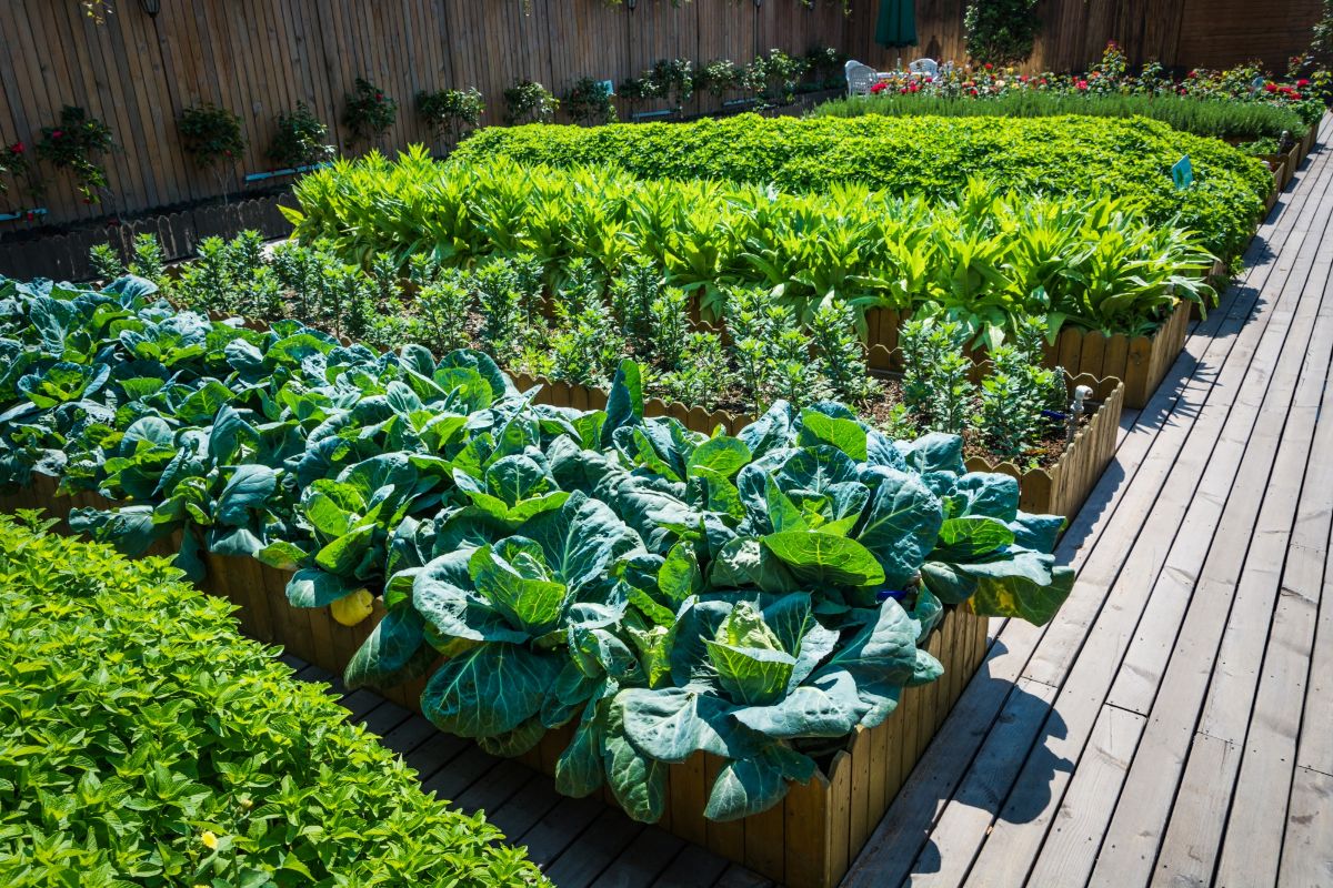 Horta ecológica: plante cenoura e brócolis hoje mesmo com essas dicas! Fonte: Freepik.
