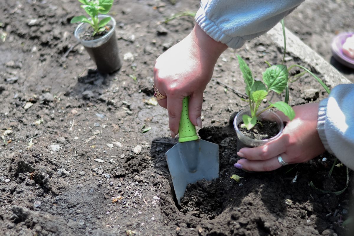 Ferramentas indispensáveis na jardinagem: você precisa desses utensílios! Fonte: Freepik.