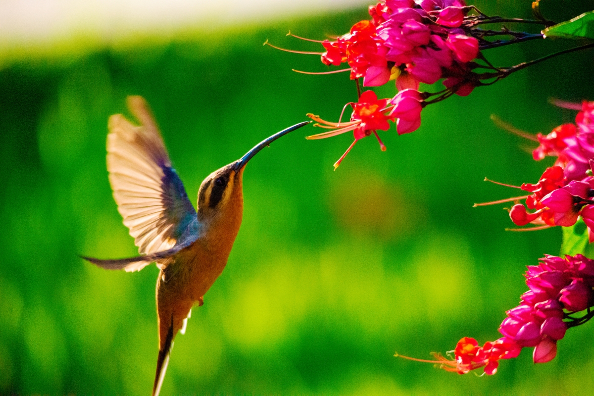 Atrair beija-flores (reprodução Canva Pro)