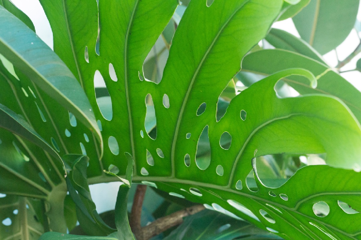 Costela de Adão - Descubra a planta ideal de acordo com sua personalidade, veja as dicas (Foto: Reprodução Canva)