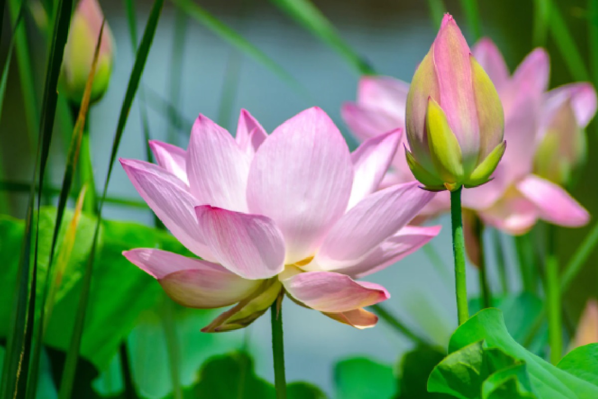 Flore de lotus (Foto: Reprodução Canva)
