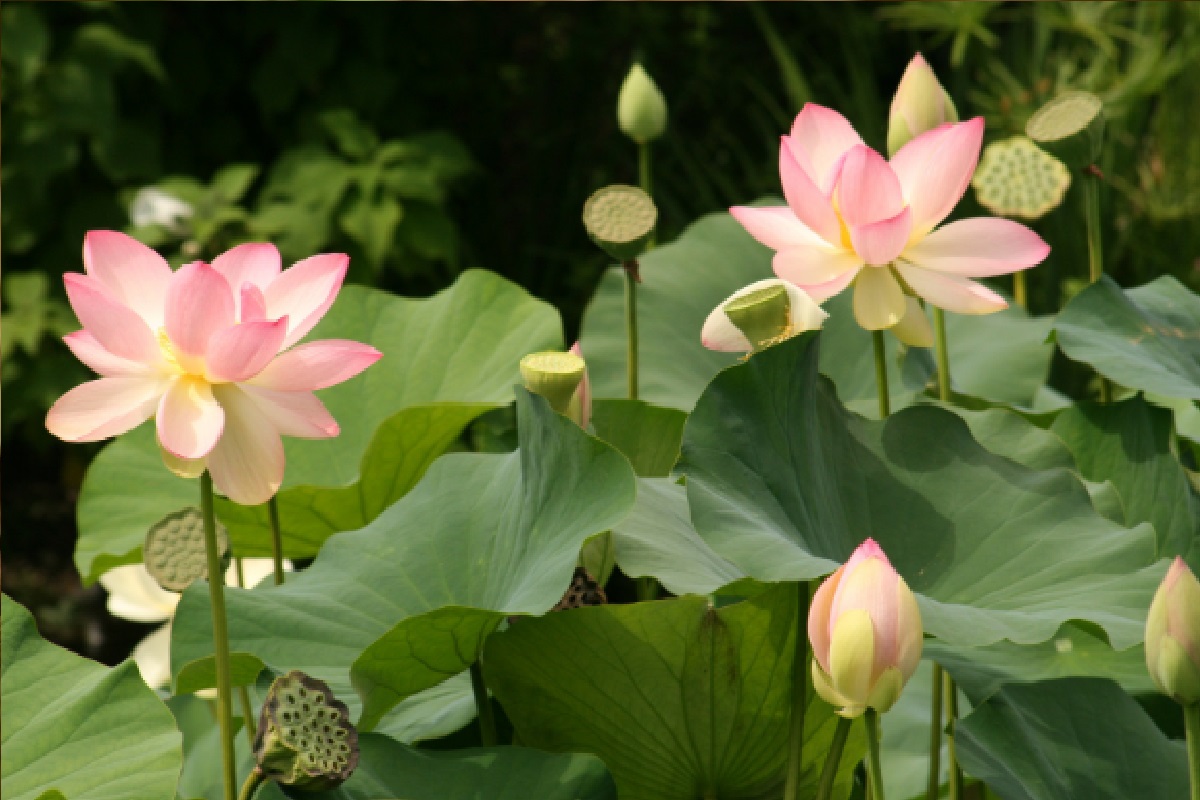 Flor de lótus: conheça os benefícios dessa espécie e seu cultivo (Foto: Reprodução Canva)
