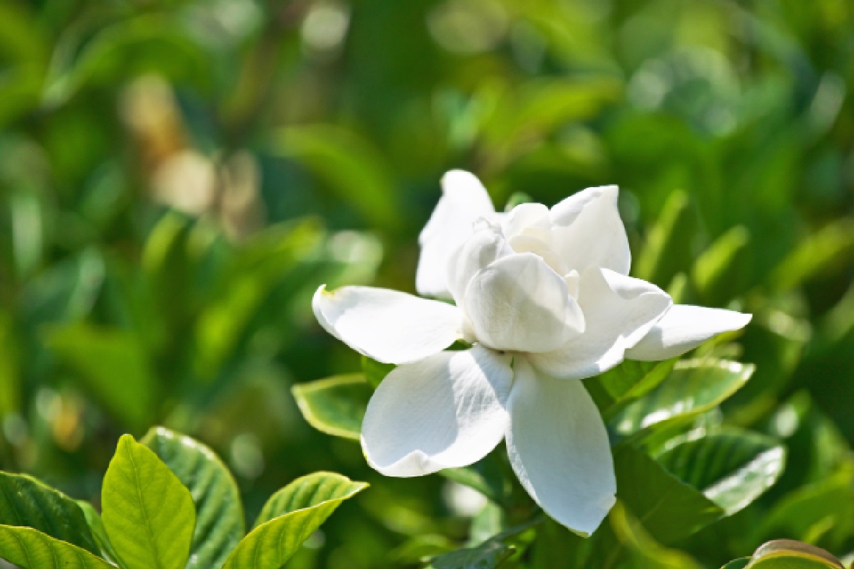 Gardenia (Foto: Reprodução Canva)