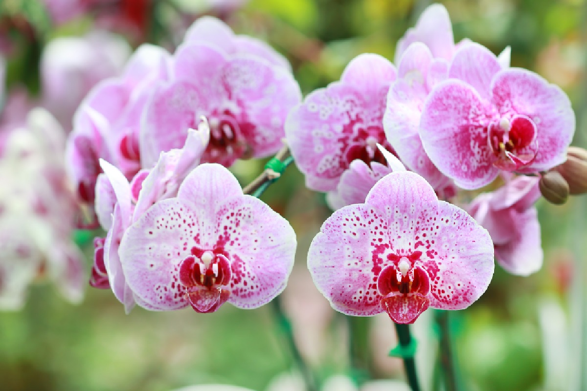 Orquídea (Foto: Reprodução Canva)