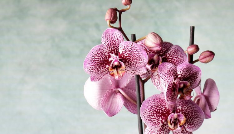 Orquídea (Foto: Reprodução Instagram)
