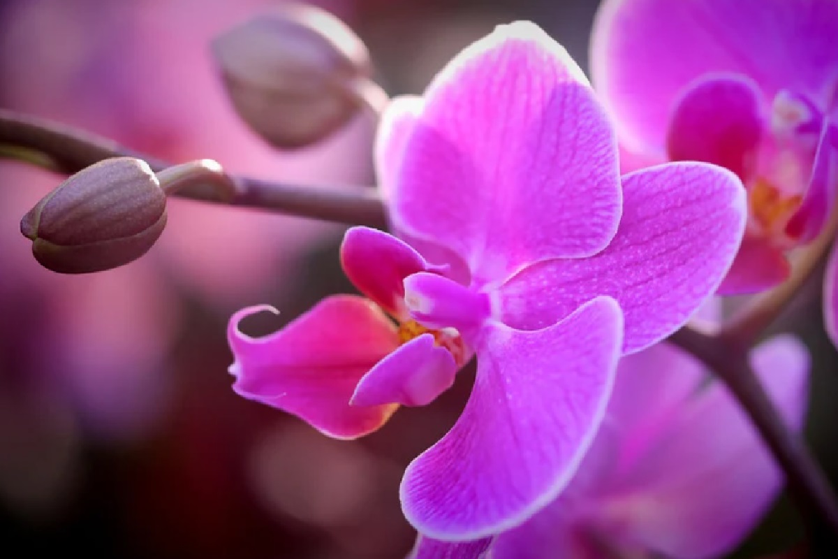 Orquídea (Foto: Reprodução Canva)
