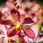 Orquídea Vanda (Reprodução Canva Pro)