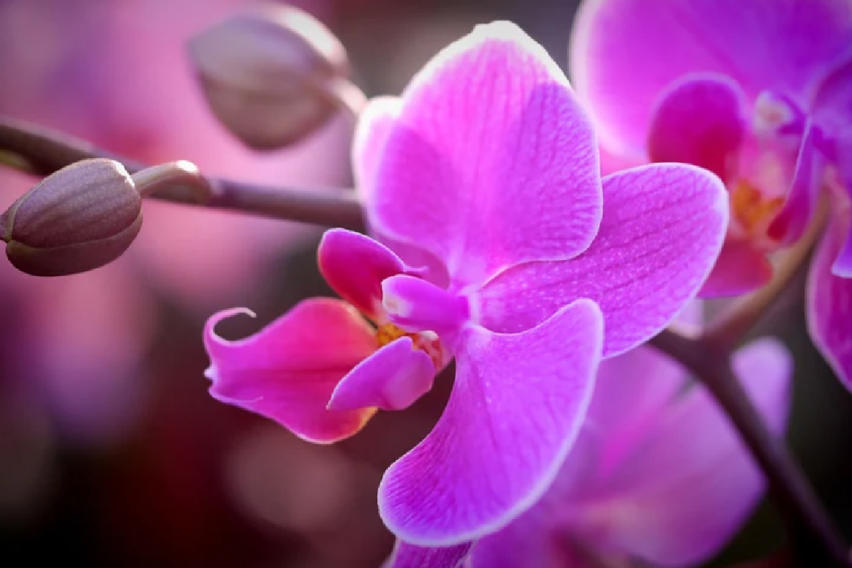 Orquídea (Foto: Reprodução Instagram)