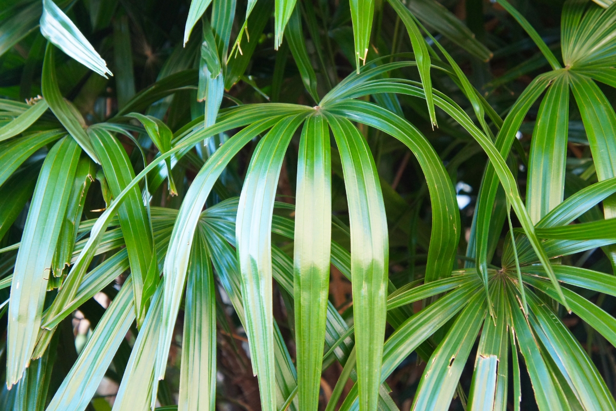 Palmeira rhapis (reprodução Canva Pro)