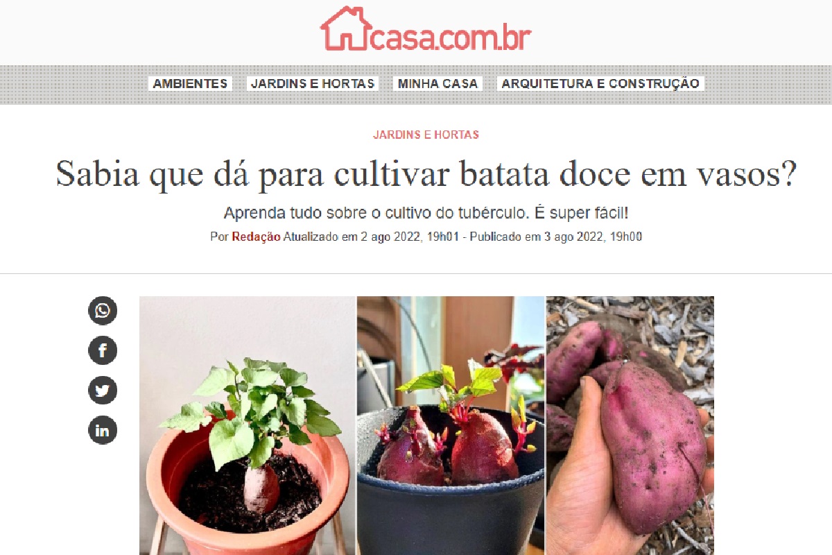 Reportagem sobre o cultivo de batata doce (Foto: Reprodução Portal Abril)