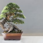 Reviver o bonsai (reprodução Canva Pro)