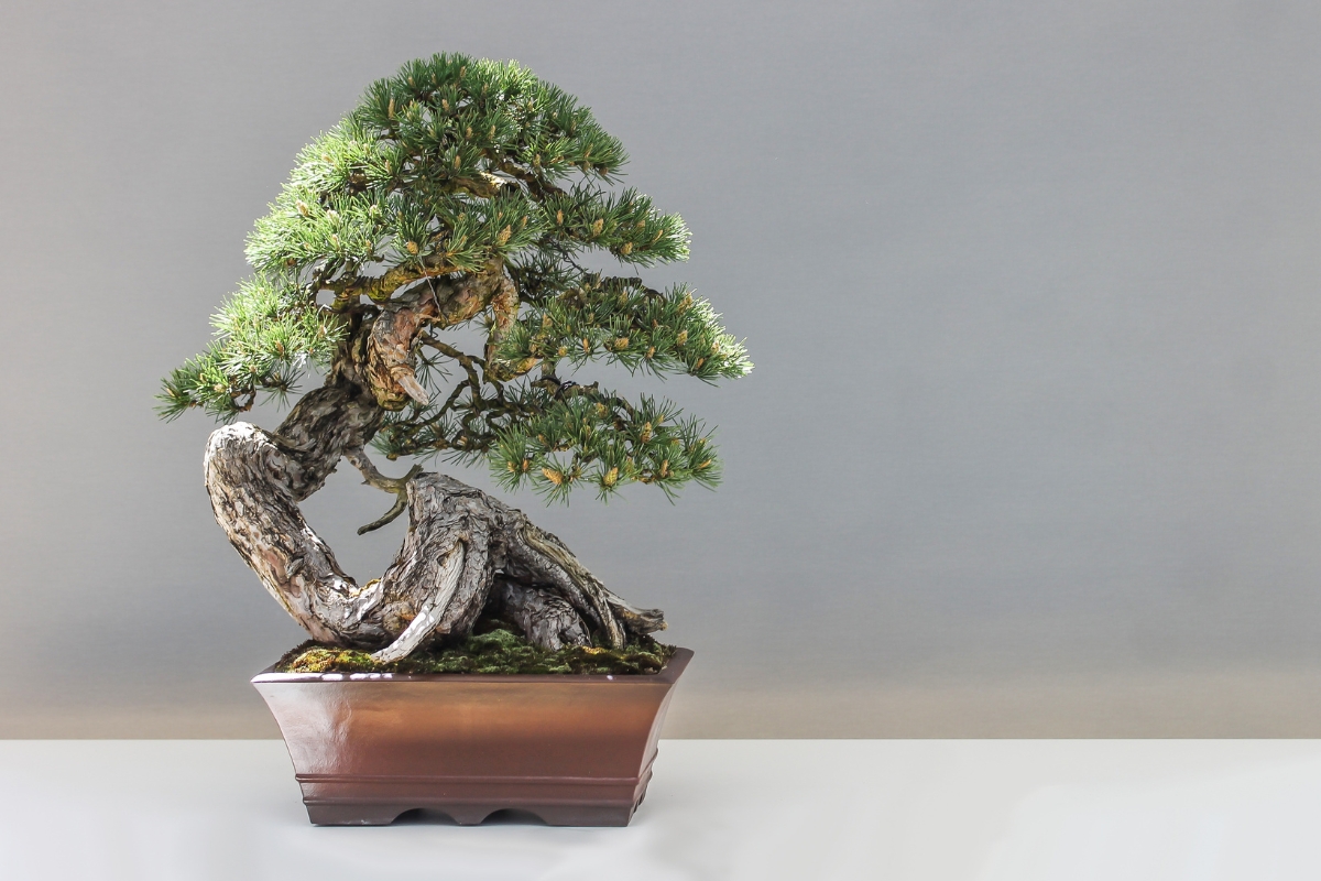 Reviver o bonsai (reprodução Canva Pro)