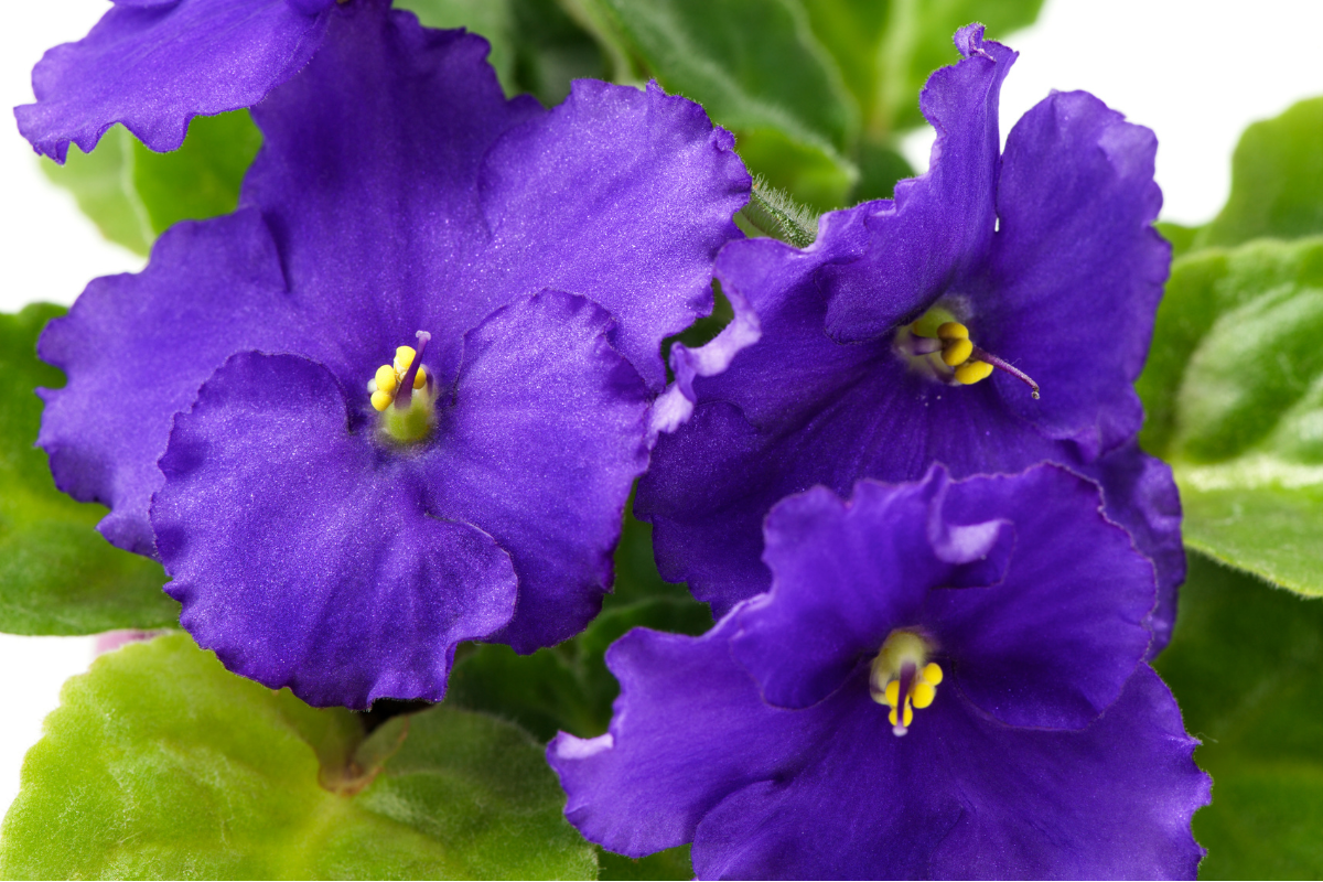 Violetas (Reprodução Canva)