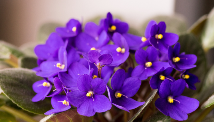 Violetas (Reprodução Canva)