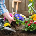 Cultivar flores em apartamento-descubra as melhores espécies e como cuidar