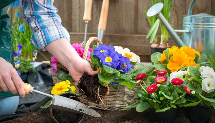 Cultivar flores em apartamento-descubra as melhores espécies e como cuidar