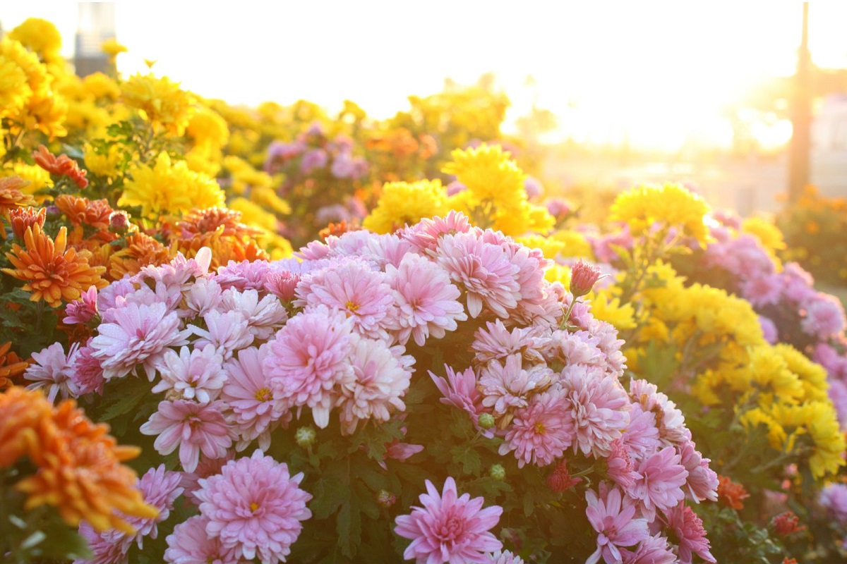 Paisagismo para jardim externo: saiba como cultivar o crisântemo e ter as mais lindas flores - Imagem do Canva