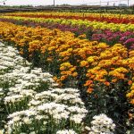 Flores de Holambra: conheça as plantas incríveis que podem ajudar no paisagismo em casa. Foto: Canva