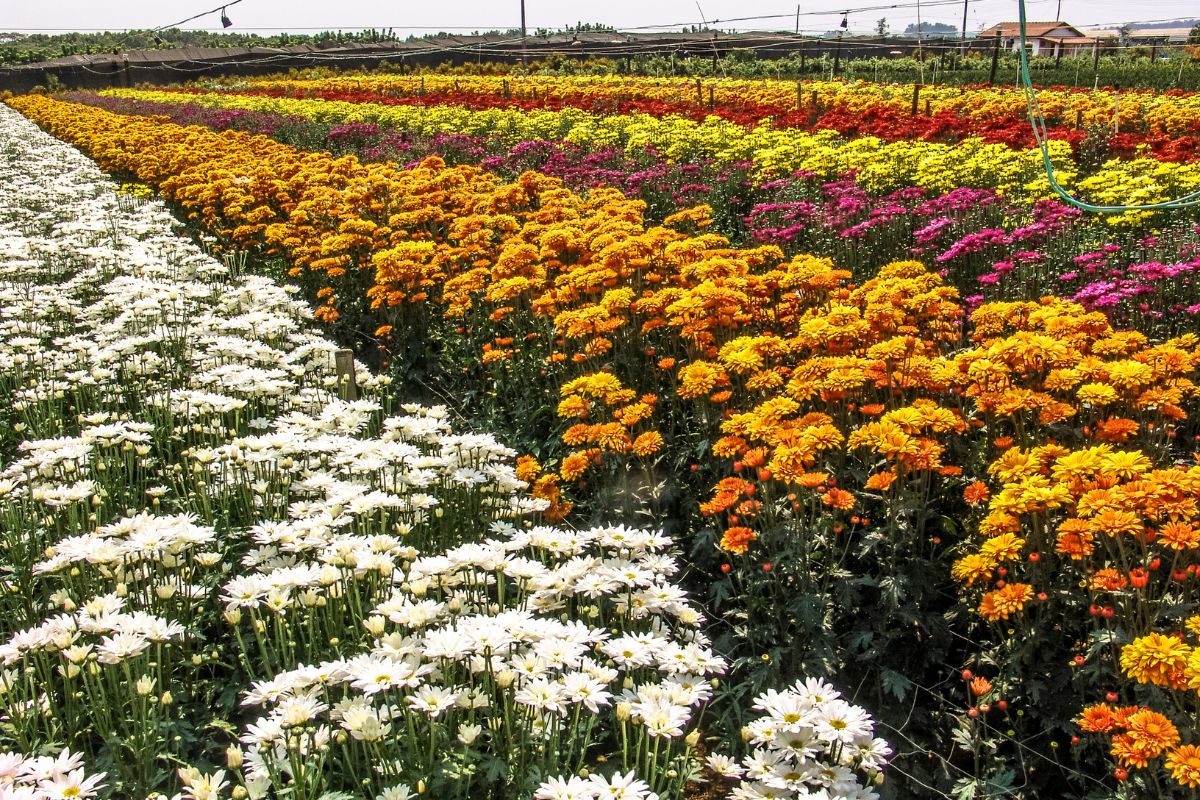Flores de Holambra: conheça as plantas incríveis que podem ajudar no paisagismo em casa. Foto: Canva