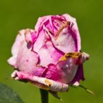 Doenças das rosas (Foto: Reprodução Canva Pro)